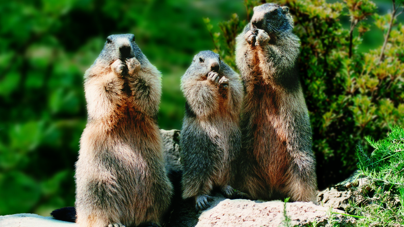 Parc Animalier des Pyrénées